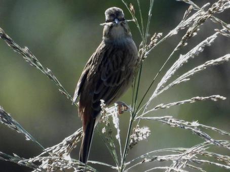 穂を咥えるホオジロの写真