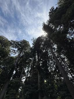 樹木 絶景,箱根,景色の写真素材