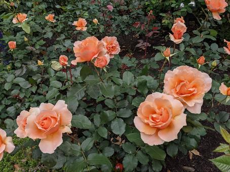 Rose garden, spring, a lot, beautiful, JPG