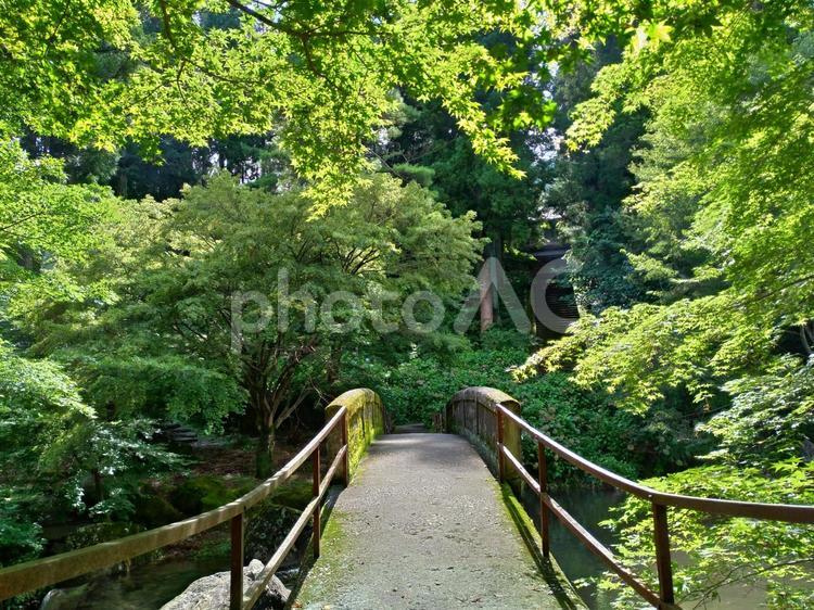森の中の一本橋 橋,緑,自然の写真素材