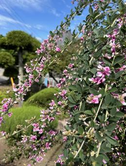 秋空と萩の花 秋空と萩の花の写真