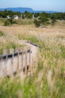 大分県　タデ原湿原のススキ 晩秋,11月,ビーナスラインの写真素材