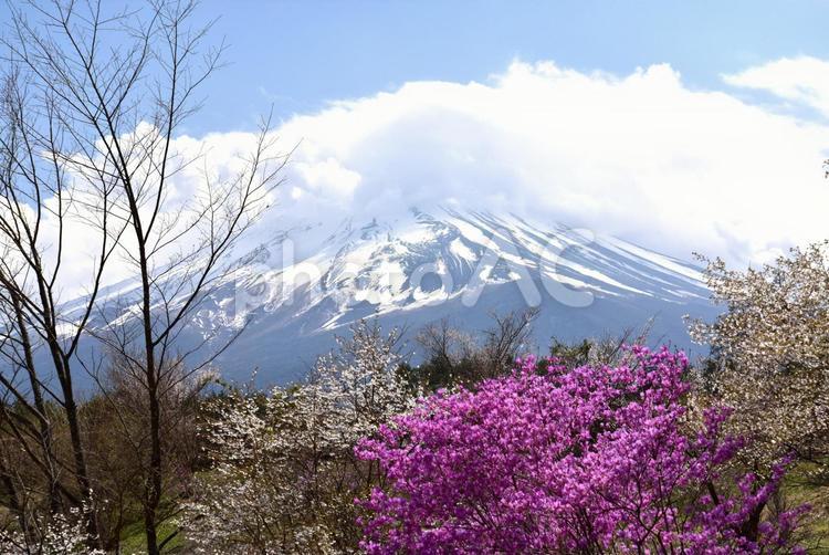 富士山と桜 富士山,桜,春の写真素材