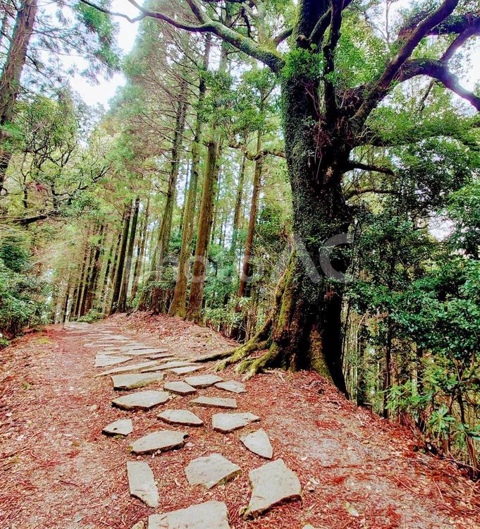石畳の道と森林 森林,石畳,緑道の写真素材