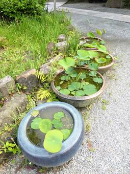 鎌倉・本覚寺境内に並ぶハスの鉢 鎌倉・本覚寺境内に並ぶハスの鉢 ハス,葉,植物の写真素材