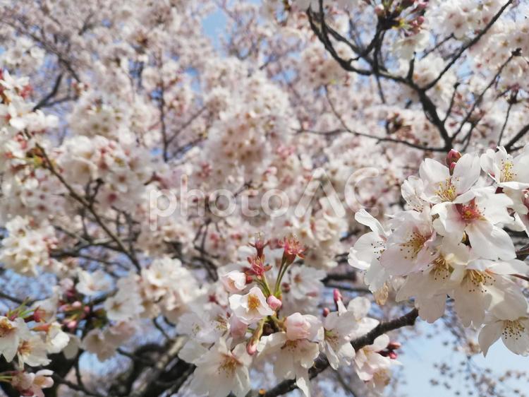 満開のソメイヨシノ 桜,チェリー,花の写真素材