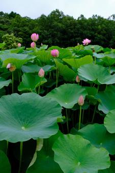 蓮の花 蓮の花の写真