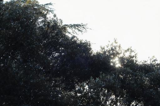 Photo, sunbeams leaves, sunlight, trees, 
