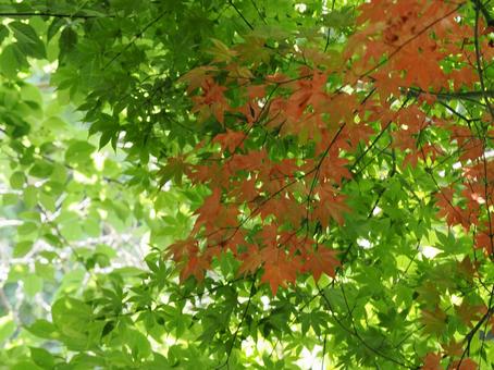 Photo, momiji, green, fresh green, 