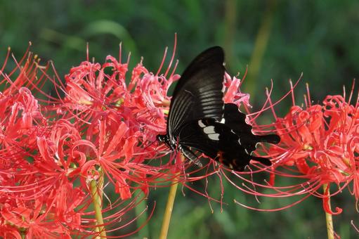 彼岸花と黒アゲハ蝶01 彼岸花と黒アゲハ蝶01 彼岸花,黒アゲハ蝶,蝶の写真素材