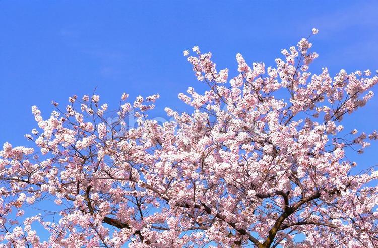 桜と青空5　春のイメージ 桜,春,空の写真素材