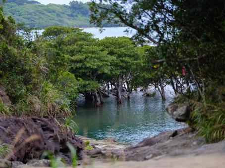マングローブ マングローブ ヤエヤマヒルギ,マングローブ,西表島の写真素材