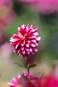 ファンタジックなダリア1輪　縦画面　 ダリア,秋,花の写真素材