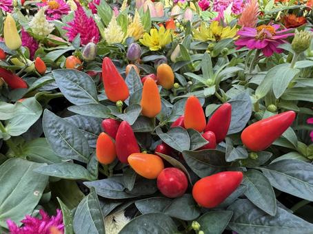 トウガラシ トウガラシ トウガラシ,観賞用,植物の写真素材