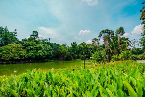 【シンガポール】植物園オーキッドガーデン ナショナル,オーキッドガーデン,植物園の写真素材