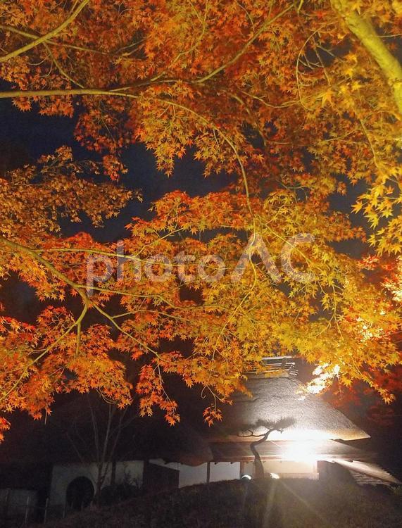 ライトアップされた庭園の紅葉 紅葉,もみじ,オレンジの写真素材