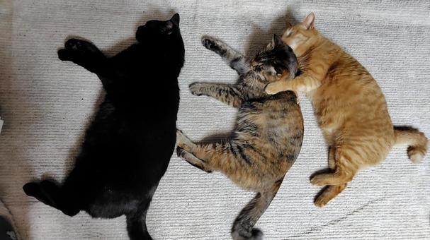 ほのぼの猫ちゃんの写真