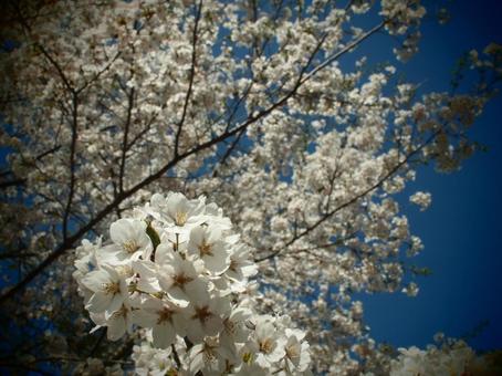 桜の写真