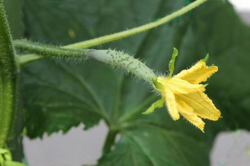 Cucumber flower and larvae, JPG