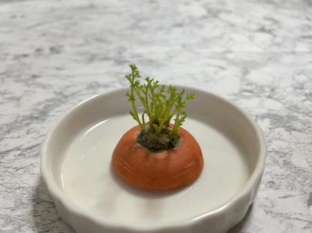 人参の再生栽培 人参の再生栽培 人参,再生野菜,リポベジの写真素材