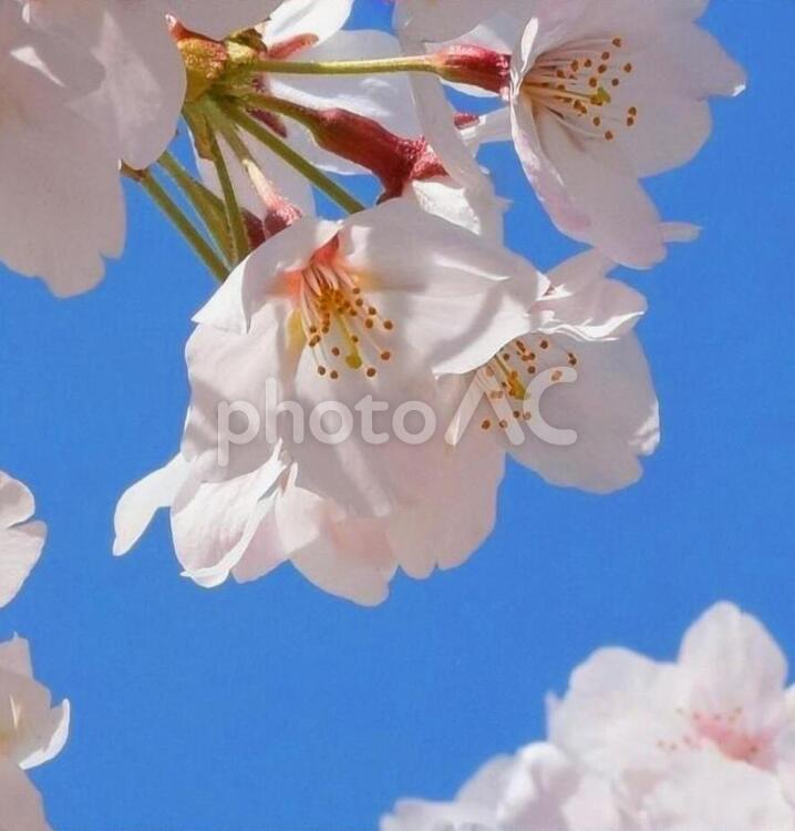 桜の花と青空、花びら、クローズアップ 桜,サクラ,さくらの写真素材