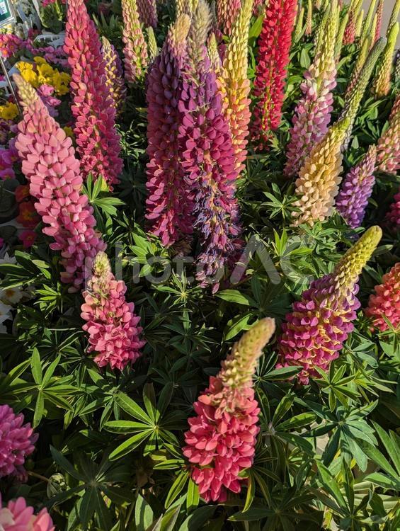 きれいな花 ルピナス,花,フラワーの写真素材