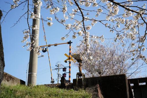 桜と踏切 桜,線路,春の写真素材