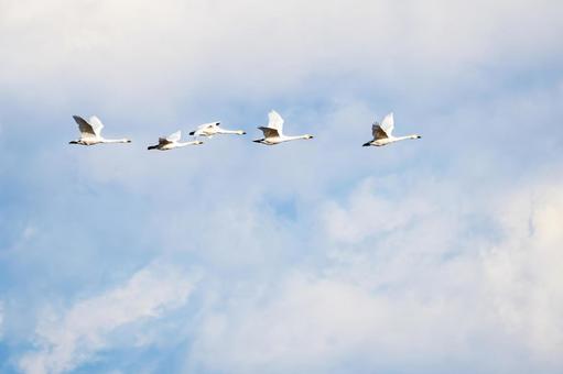 オオハクチョウ(23) 鳥,オオハクチョウ,ハクチョウの写真素材