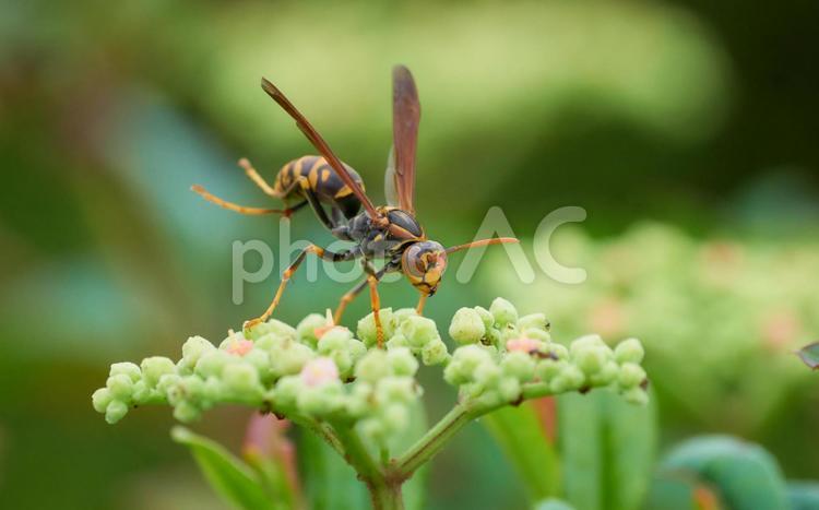ヤブガラシの密を吸うセグロアシナガバチ アシナガバチ,蜂,雑草の写真素材