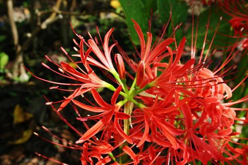ヒガンバナ・彼岸花 ヒガンバナ・彼岸花の写真