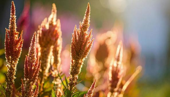 秋の花 ケイトウ 9月 10月 秋の花 ケイトウ 9月 10月の写真