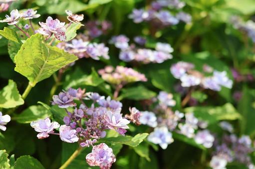ピンク色の紫陽花のクローズアップ 紫陽花,あじさい,青の写真素材