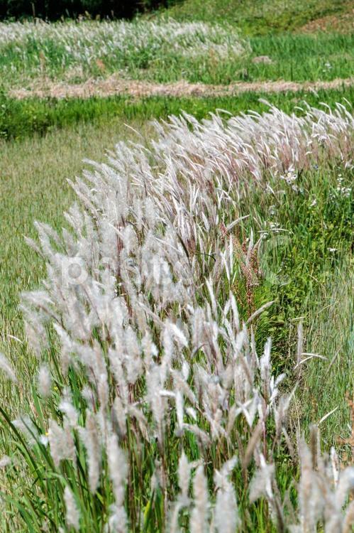 田んぼの畦に生える綿毛の穂 風景,自然,農業の写真素材