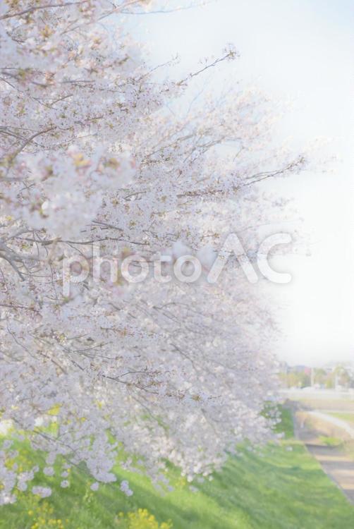 ふんわり桜並木 桜,桜並木,春の写真素材