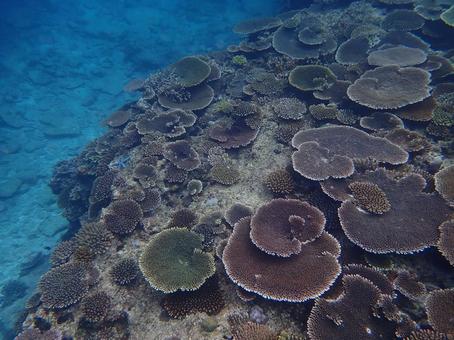 サンゴ礁 海,魚,沖縄の写真素材