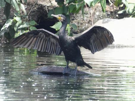 Let's go! Into the sky! Practicing flapping, JPG