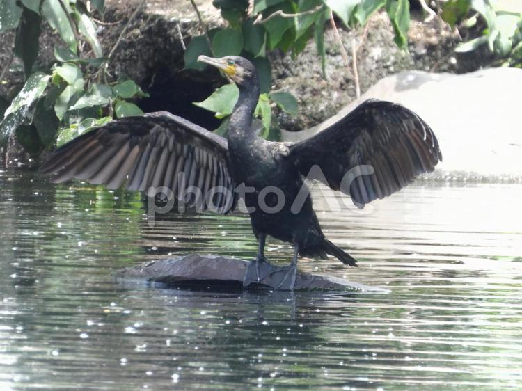 いざ行かん！大空へ！羽ばたき練習中 鳥,野鳥,川鵜の写真素材