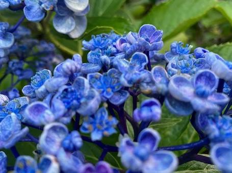 アジサイの写真