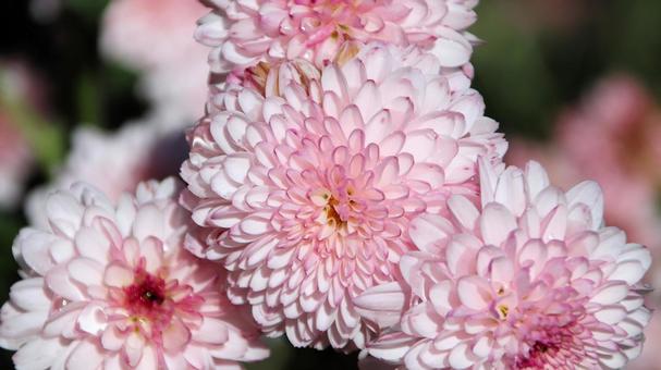 楽寿園の菊まつりにて 菊,秋,花の写真素材