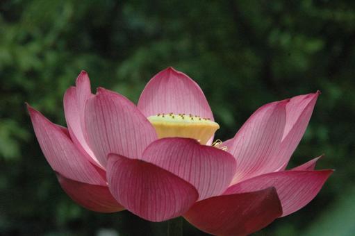 Lotus flowers in Okamoto, Kamakura, JPG Lotus flowers in Okamoto, Kamakura, JPG