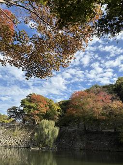 初紅葉 和歌山城,和歌山市,もみじの写真素材
