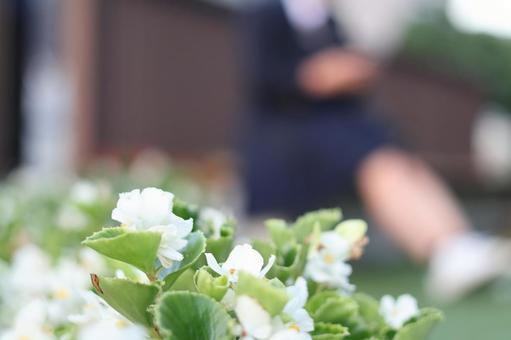 歩道脇の花 歩道脇の花の写真