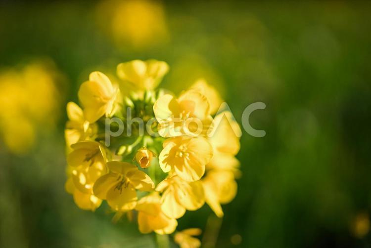 ＜五島の風景＞冬に咲いた季節外れの菜の花 花,菜の花,植物の写真素材