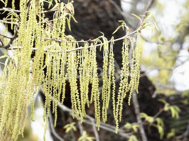 実のなる木 植物,実,川辺の写真素材