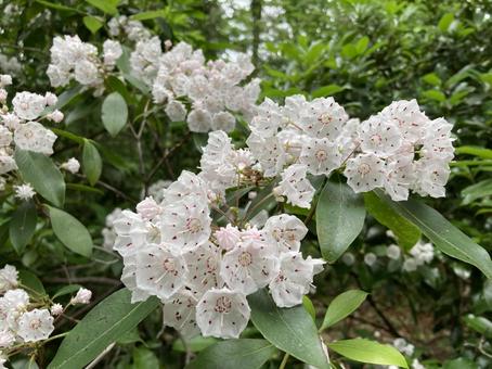 Photo, azalea, pentagon, kalmia, 
