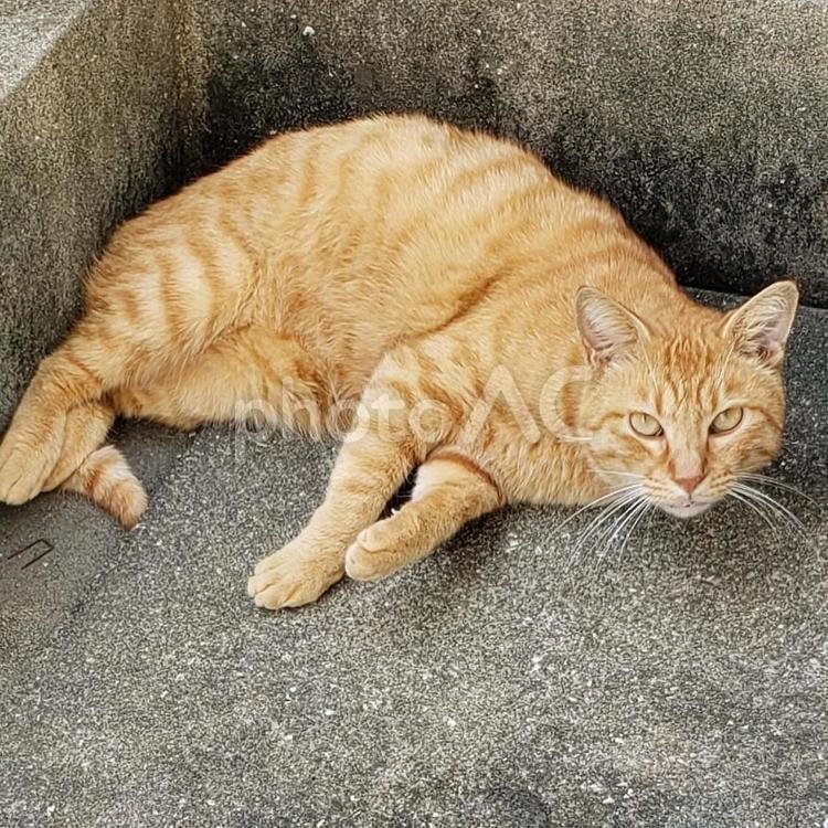まだまだ暑いですね。 ねこ,動物,ノラねこの写真素材