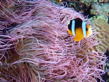 クマノミとイソギンチャク クマノミ,イソギンチャク,魚の写真素材