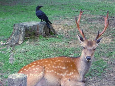 公園の片隅で寝そべる雄鹿3 公園の片隅で寝そべる雄鹿3の写真