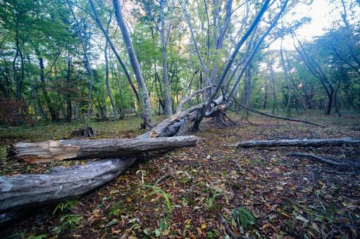 倒木 雑木林,林,武蔵野の写真素材