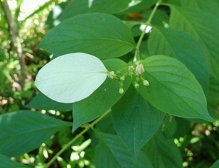 コンロンカの写真